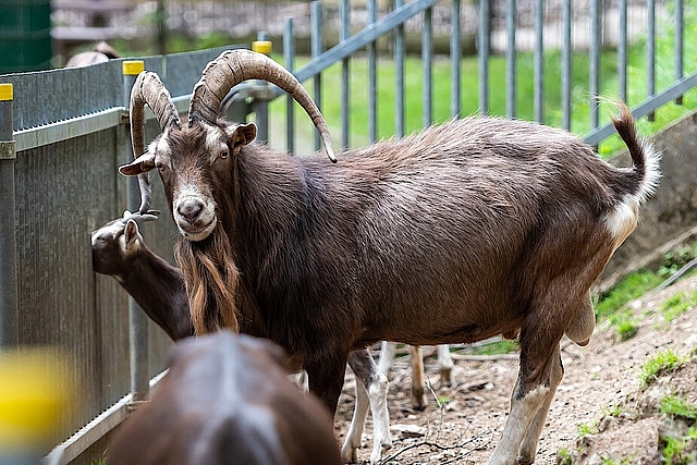 Tierpark Niederfischbach