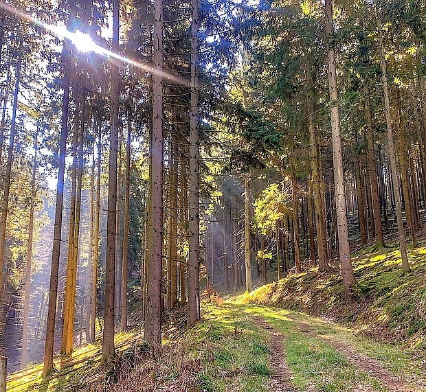 Natursteig Sieg