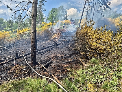 verbrannter Waldboden nach einem Waldbrand