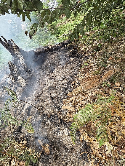 verkokelte Vegetation nach einem Brand