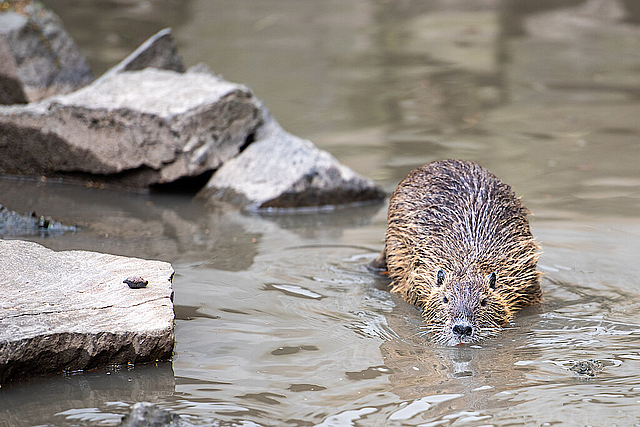 Tierpark Niederfischbach