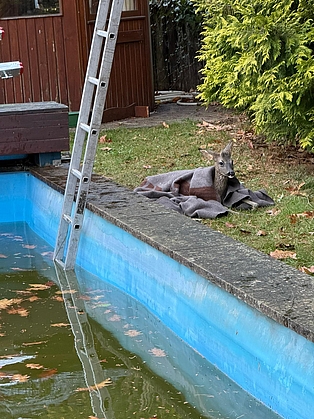 Ein Pool, in dem eine Leiter steht, daneben liegt ein Reh