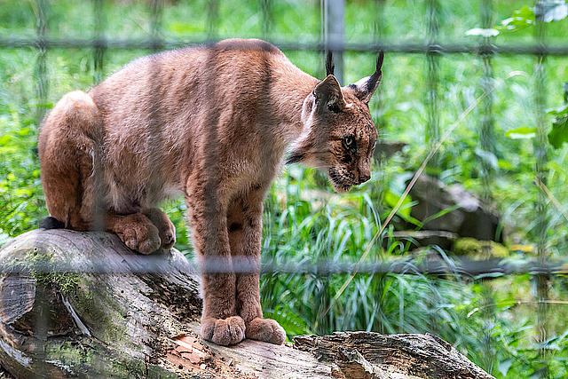 Tierpark Niederfischbach